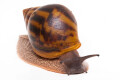 Achatina achatin achatina Ghana typ 2c semiadult, 10cm